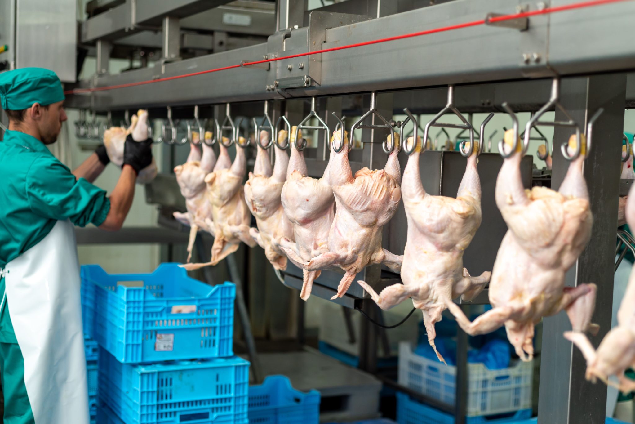 2026 Rendering Animal Products Complete Guide